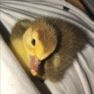 Meet your Posher, Selena